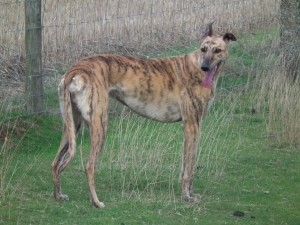 deerhound-x-greyhound-52cfed87a5acd