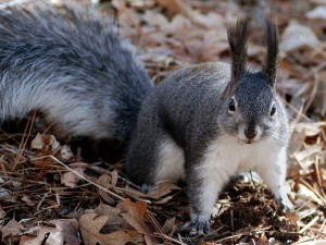 squirrel-80575_1920