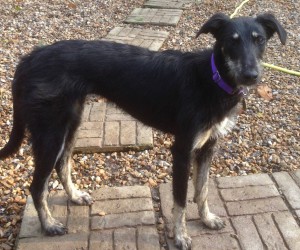 eimear from lurcher sos