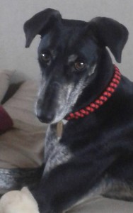 jasmine from lurcher sos