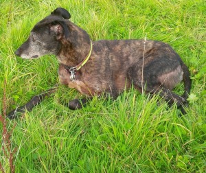 fletcher from lurcher sos