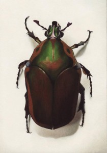 beetle, ordonez