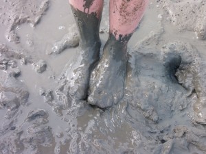 a typical lurcher owner's carpet