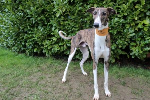 Short haired hot sale whippet