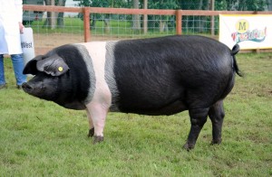 Pig of the Year champion a Berkshire, Barlings Stonebow from S.H Ashcroft, Lincoln.