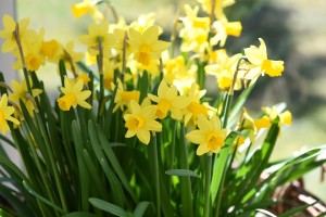 daffodils-716847_960_720