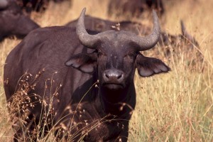 cape-buffalo-842718_960_720