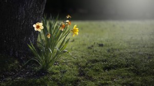 daffodils-455359_960_720