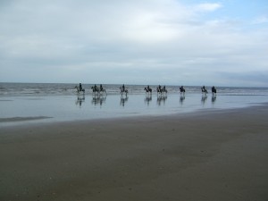 horses on the holderness coast