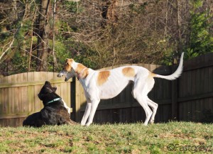 lizzie and roxi, from katrina