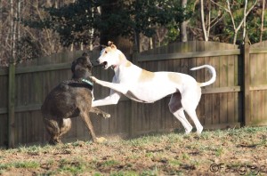 lizzie and roxi, from katrina