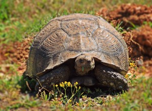 turtle-1234015_960_720