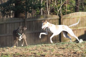 lizzie and roxie