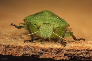 a bug, but probably not an ambush bug - we just liked its little face