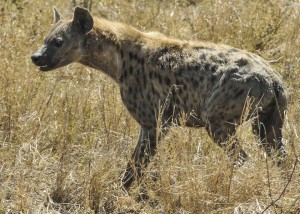 hyena-591880_960_720