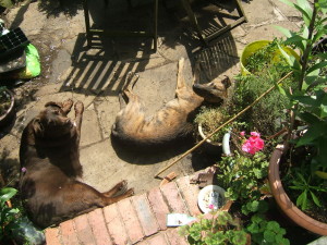 twiglet (l) with django in better times