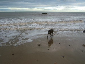 a semi-sea-dog