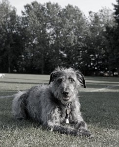 a Balmoral lurcher waits to be sheared