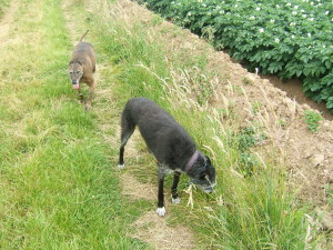 tired twosome (and potato field)