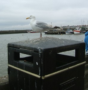 the noble sea-pheasant, with it's delightful cry of 'where's my soddin' chips, then?'