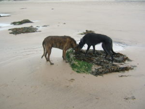 our very own little donkeys, searching in vain for the wild pilchard