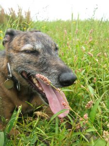 django unchained lurchers