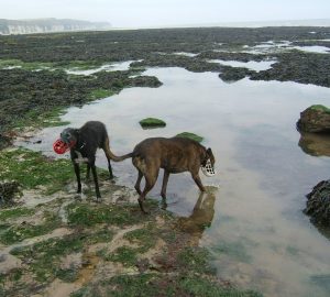 lurchers