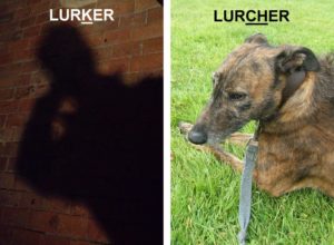 lurklurch