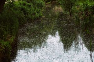 reflections deep and green