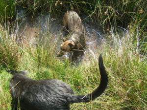 rehydrate lurchers