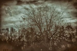 wet plate neigboourhood tree montagea