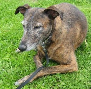 lurcher rescues django