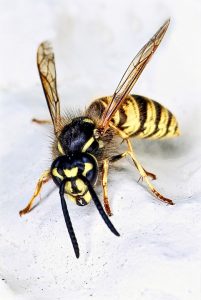 wasp-426979_960_720