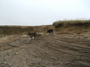 lurchers on mars