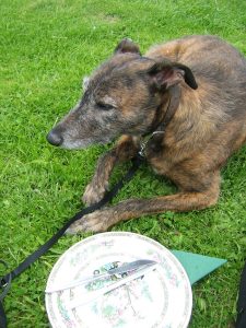 lurchers raw feeding