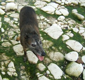 lurchers for beginners